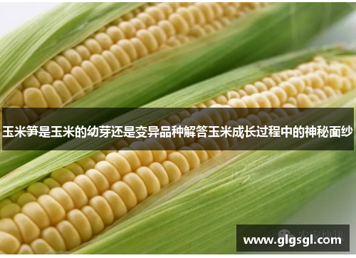玉米笋是玉米的幼芽还是变异品种解答玉米成长过程中的神秘面纱